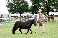 H88 Miniature Shetland Mare