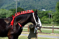 H273 Shire Yearling