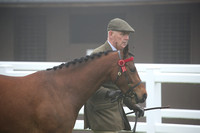 12 Show Pony In Hand 2 & 3 yrs