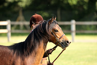 H75 Dartmoor Yearling