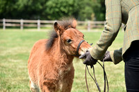 H84 Shetland Foal