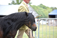 H85 Shetland Stallion  Gelding