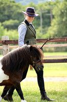 H90 Miniature Shetland Stallion  Gelding