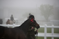 11 Show Pony In Hand Yearlings