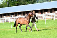 F497-498 Show Pony In Hand Gold Medal Final