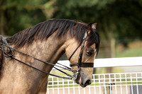 283 HOYS M&M Ridden Welsh B