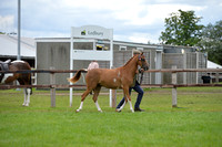 287 Coloured Riding Pony In Hand