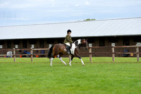 288 Coloured Riding Pony Ridden