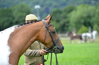 288-87 Coloured Riding Pony Championships