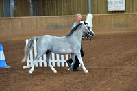 Welsh Section A Ponies