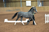 Welsh Section B Ponies