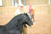 Shetland Ponies