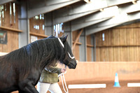 Fell Ponies