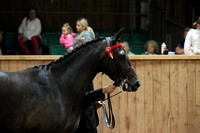 HOYS PRICE FAMILY SEMI FINAL CHAMPIONSHIP