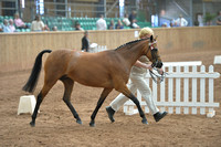 British Riding Pony - Show Ponies