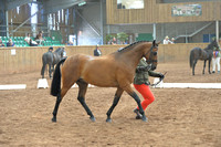 British Riding Pony - Hunter Ponies