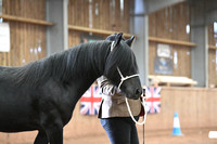 Dales Ponies