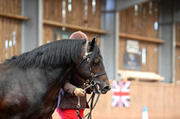 New Forest Ponies