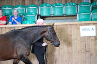 BRITISH RIDING PONY (SHP) SUPREME CHAMPIONSHIP