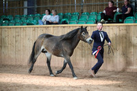 EXMOOR SUPREME CHAMPIONSHIP