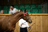 RIDING HORSE BREEDING SUPREME CHAMPIONSHIP