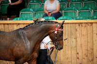 BRITISH RIDING PONY (SHOW PONY) SUPREME CHAMPIONSHIP