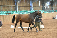 Riding Horse Breeding