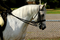 102F M&M Ridden Connemara