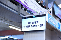 Heifer Championship